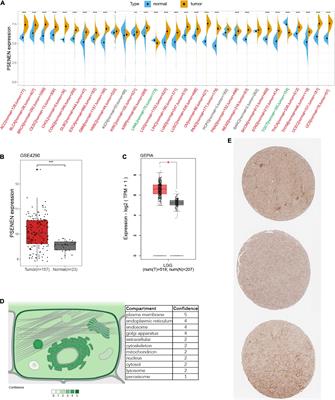 Immunological and prognostic analysis of PSENEN in low-grade gliomas: An immune infiltration-related prognostic biomarker